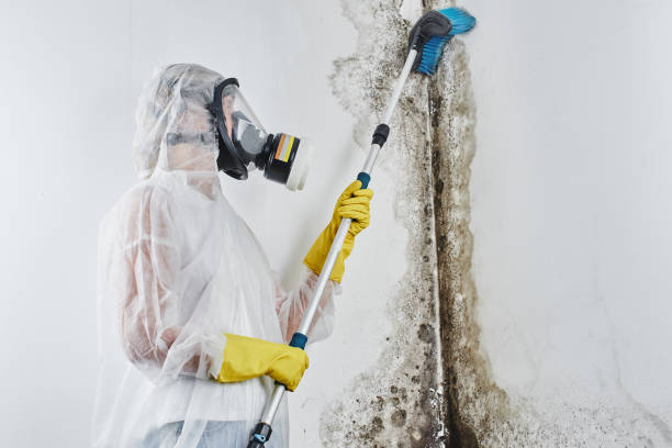 Best Preventive Mold Services in Holly Hill, FL